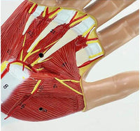 Modelo anatomico Articulación de la Mano Ligamento Tendón musculos
