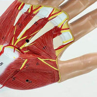 Modelo anatomico Articulación de la Mano Ligamento Tendón musculos