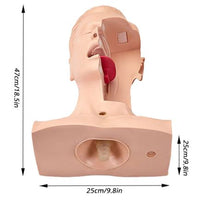 Modelo de Entrenamiento de intubacion Oral de cavidad Nasal - Simuladores traqueal