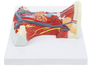 Modelo anatómico de Cuello y Garganta