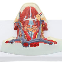 Modelo anatómico de Cuello y Garganta