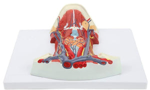 Modelo anatómico de Cuello y Garganta