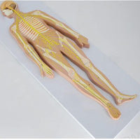 Modelo anatómico del sistema nervioso del cuerpo humano