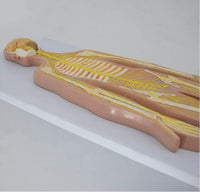 Modelo anatómico del sistema nervioso del cuerpo humano
