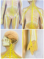 Modelo anatómico del sistema nervioso del cuerpo humano
