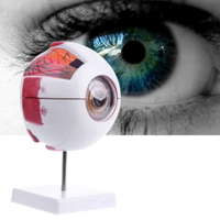 Modelo de Ojo "globo" anatomico ocular