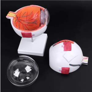 Modelo de Ojo "globo" anatomico ocular