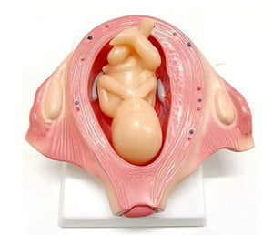 Set Desarrollo Fetal gestacion Embrion embarazo 9 meses - Bebe Feto