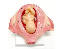 Set Desarrollo Fetal gestacion Embrion embarazo 9 meses - Bebe Feto

