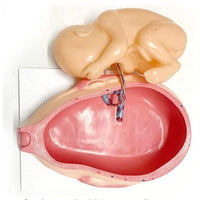 Set Desarrollo Fetal gestacion Embrion embarazo 9 meses - Bebe Feto