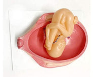 Set Desarrollo Fetal gestacion Embrion embarazo 9 meses - Bebe Feto
