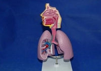 Modelo anatomico Sistema Respiratorio pulmon
