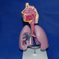 Modelo anatomico Sistema Respiratorio pulmon