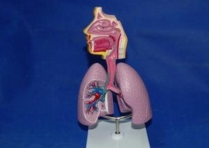 Modelo anatomico Sistema Respiratorio pulmon