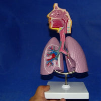 Modelo anatomico Sistema Respiratorio pulmon
