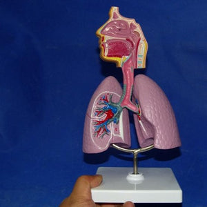 Modelo anatomico Sistema Respiratorio pulmon