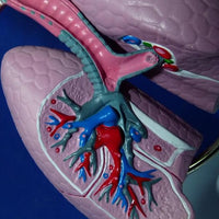 Modelo anatomico Sistema Respiratorio pulmon