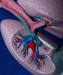 Modelo anatomico Sistema Respiratorio pulmon