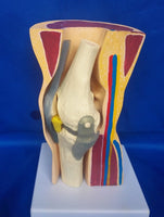 Modelo anatomico de rodilla
