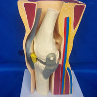 Modelo anatomico de rodilla