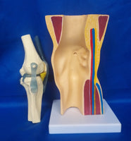 Modelo anatomico de rodilla
