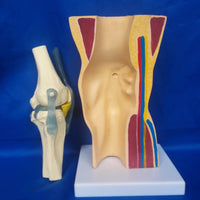 Modelo anatomico de rodilla