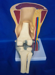 Modelo anatomico de rodilla