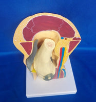 Modelo anatomico de rodilla
