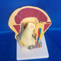 Modelo anatomico de rodilla