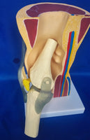 Modelo anatomico de rodilla
