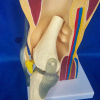 Modelo anatomico de rodilla