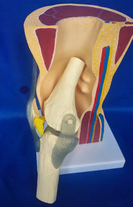 Modelo anatomico de rodilla