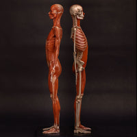 Modelo Anatomico Esqueleto muscular 60cm
