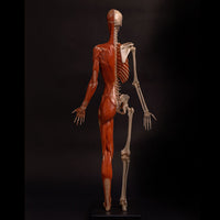 Modelo Anatomico Esqueleto muscular 60cm
