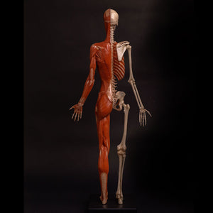 Modelo Anatomico Esqueleto muscular 60cm