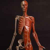 Modelo Anatomico Esqueleto muscular 60cm
