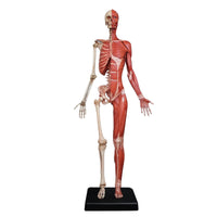 Modelo Anatomico Esqueleto muscular 60cm
