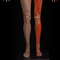 Modelo Anatomico Esqueleto muscular 60cm