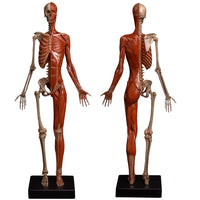 Modelo Anatomico Esqueleto muscular 60cm
