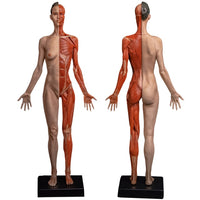 Modelo Anatomico Esqueleto muscular 60cm
