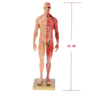 Modelo de anatomía humana estructura músculos esquelética 30 CMS