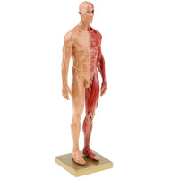 Modelo de anatomía humana estructura músculos esquelética 30 CMS
