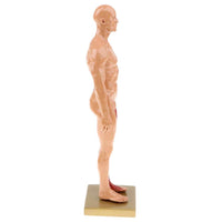 Modelo de anatomía humana estructura músculos esquelética 30 CMS
