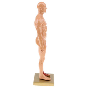 Modelo de anatomía humana estructura músculos esquelética 30 CMS