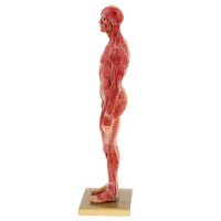 Modelo de anatomía humana estructura músculos esquelética 30 CMS
