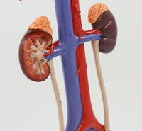 Modelo anatómico Modelo de anatomía científica del Sistema urinario urologia
