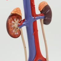 Modelo anatómico Modelo de anatomía científica del Sistema urinario urologia