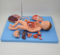 Modelo de Bebe Con Placenta nacimiento parto
