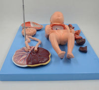 Modelo de Bebe Con Placenta nacimiento parto
