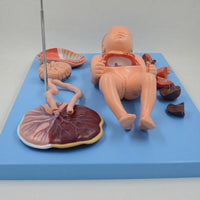 Modelo de Bebe Con Placenta nacimiento parto